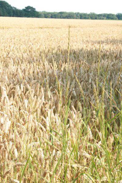 Weizen: Matif-Weizen stabiler - Kaack Terminhandel GmbH